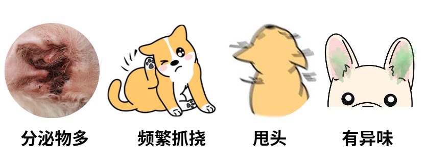狗狗耳螨症状