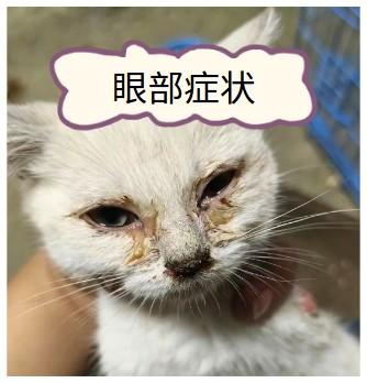 猫咪患鼻支,症状有哪些?速看