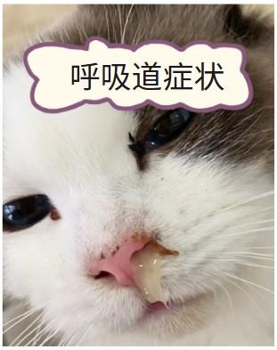 猫咪患鼻支,症状有哪些?速看