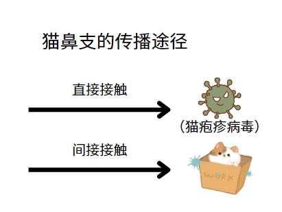 猫鼻支病毒：猫咪间的隐形杀手，您知道吗？