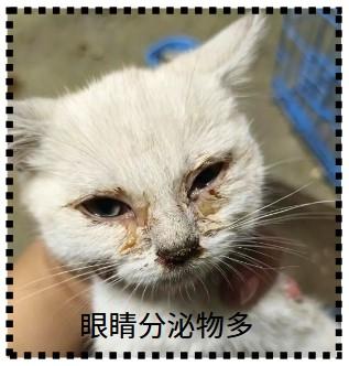 警惕!猫咪出现这些症状可能是猫鼻支