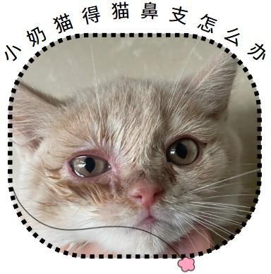 一月大的奶猫得了猫鼻支,如何应对?