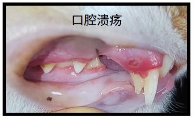 警惕!猫咪出现这些症状可能是猫鼻支