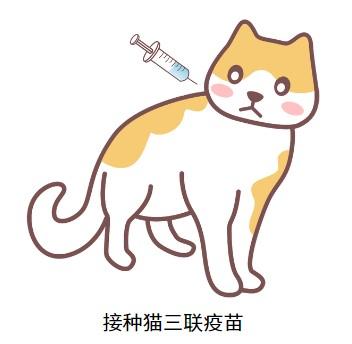警惕!猫咪出现这些症状可能是猫鼻支