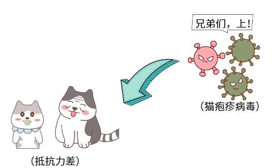 猫咪得猫鼻支是什么原因?