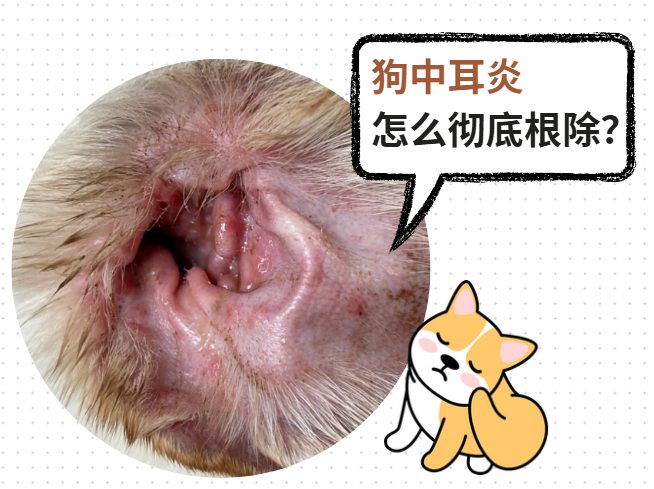 狗中耳炎怎么治疗才能彻底根除?