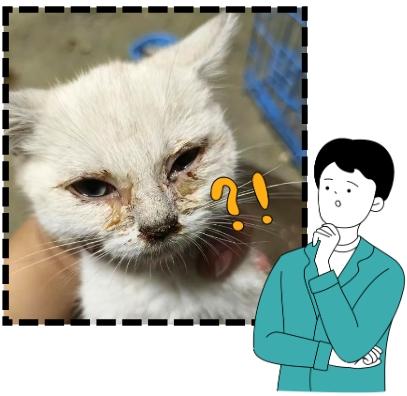 猫鼻支大揭秘:正确识别及应对方法