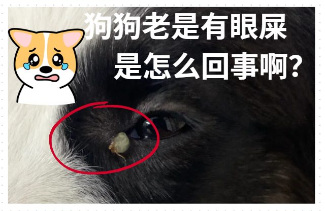 太烦了~狗狗老是有眼屎是怎么回事啊？