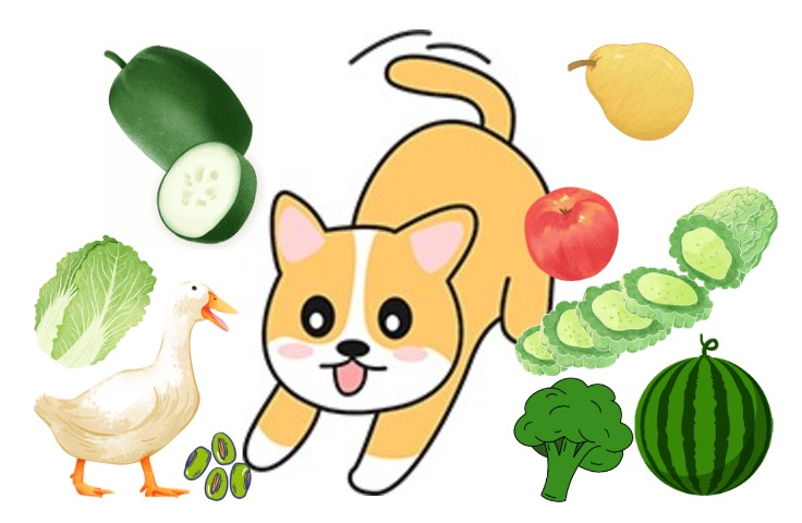 狗狗老是有眼屎怎么办？