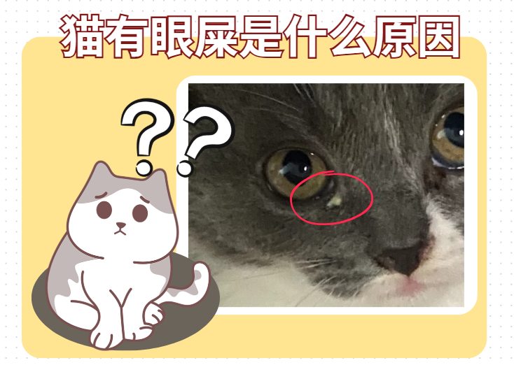 猫有眼屎是什么原因?