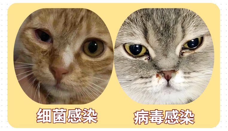 猫有眼屎怎么办?