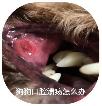 狗狗口腔溃疡吃什么药好得快?