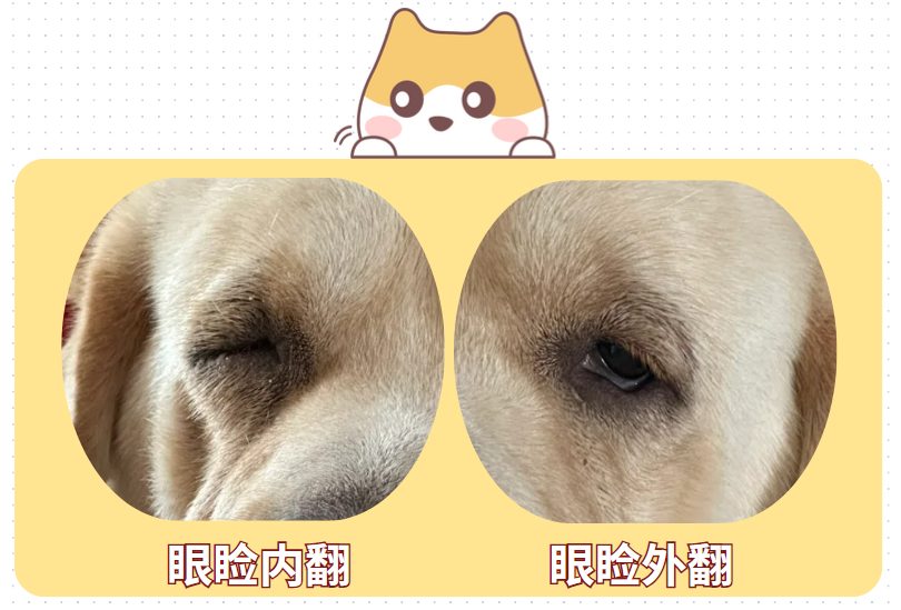 狗狗眼睛红流眼泪用什么药?