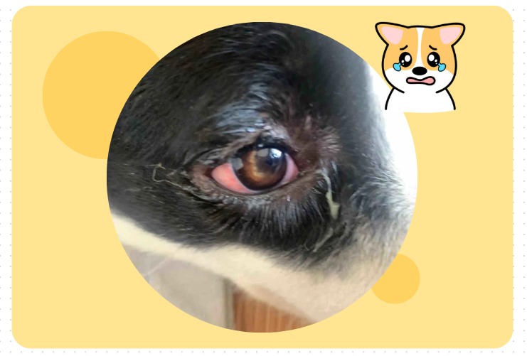 狗狗眼睛红流眼泪用什么眼药水?