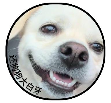 泰迪口臭难挡,几招去除口臭!