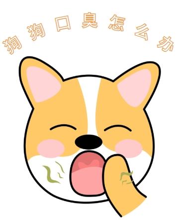 泰迪口臭难挡,几招去除口臭!