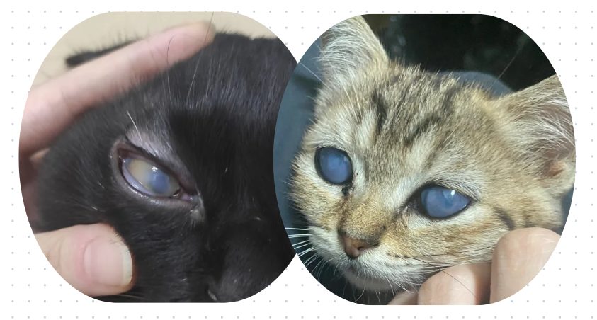 小猫眼睛流脓睁不开用什么药？