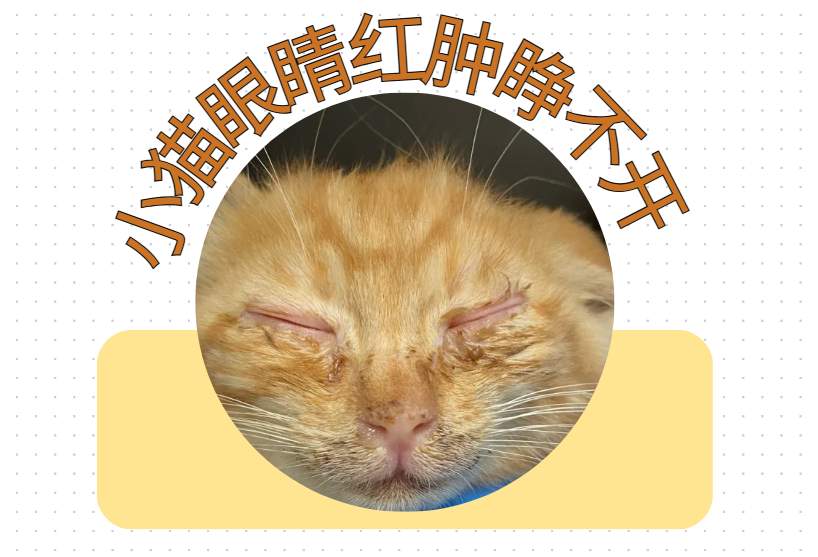 幼猫眼睛睁不开怎么办?