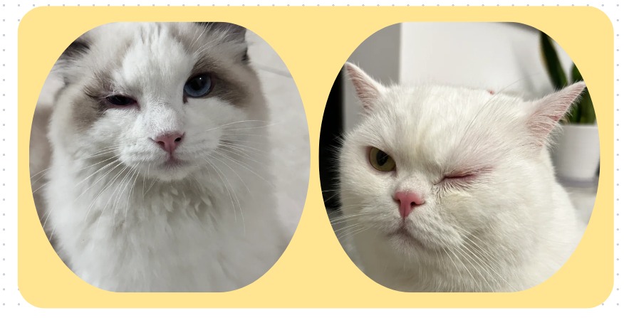 小猫眼睛红肿流眼泪用什么眼药水？