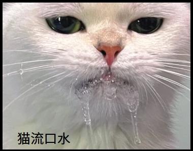 猫流口水怎么处理?找对病因再用药