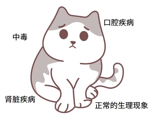 猫流口水怎么处理?找对病因再用药