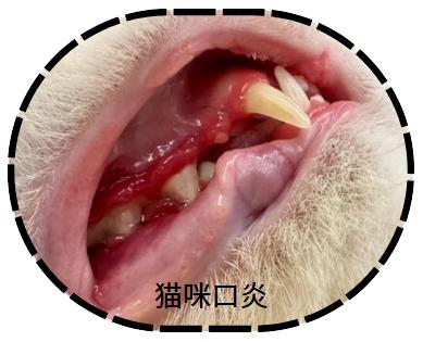 猫口炎治疗攻略:药物护理双管齐下