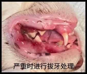 猫口炎治疗攻略:药物护理双管齐下