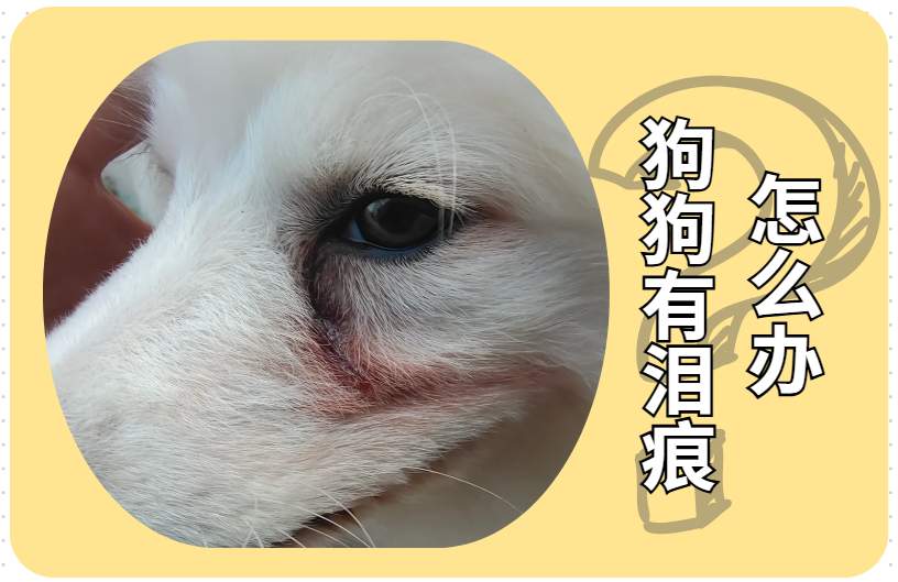 狗狗有泪痕怎么办?
