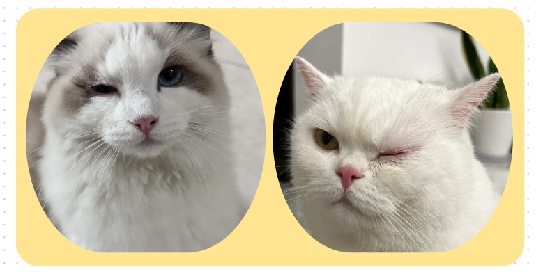 小猫咪眼睛分泌物多眼睛睁不开怎么办？