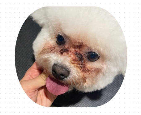 狗狗泪痕严重怎么办?
