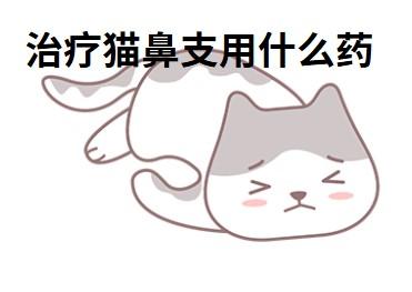猫鼻支治疗大对决:速诺vs多西环素,谁更胜一筹?