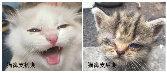 猫鼻支治疗大对决:速诺vs多西环素,谁更胜一筹?