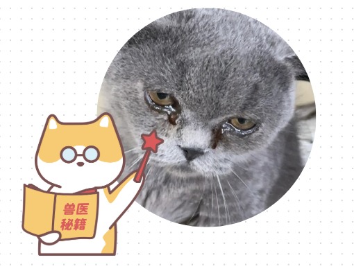 猫咪为什么会流眼泪?