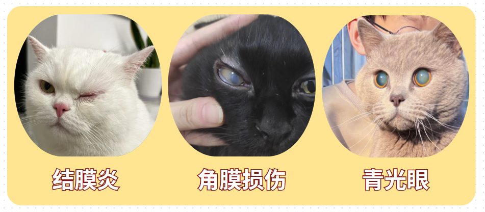 猫咪流眼泪是怎么回事?