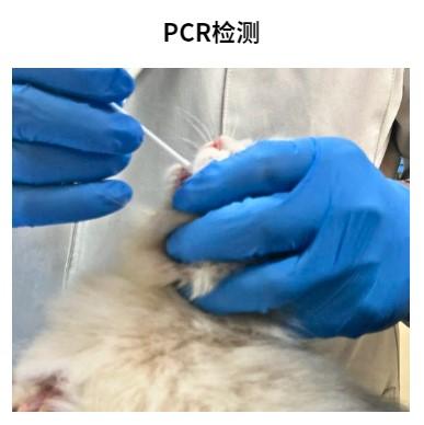 拯救爱猫!猫鼻支传染应对全攻略