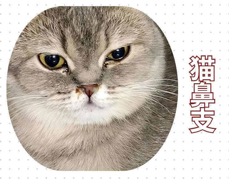 猫咪眼睛发炎了用什么药?
