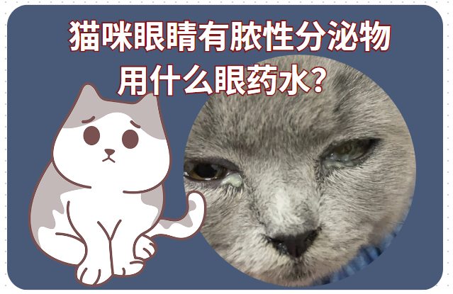 猫咪眼睛有脓性分泌物用什么眼药水?