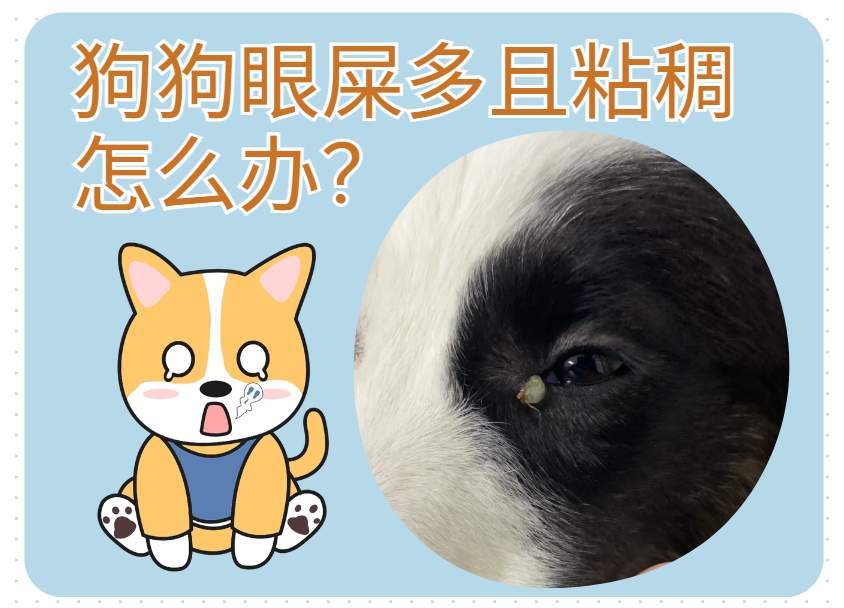狗狗眼屎特别多还很黏稠怎么回事?