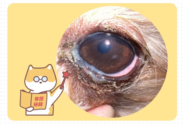狗狗眼睛有脓性分泌物用什么药?