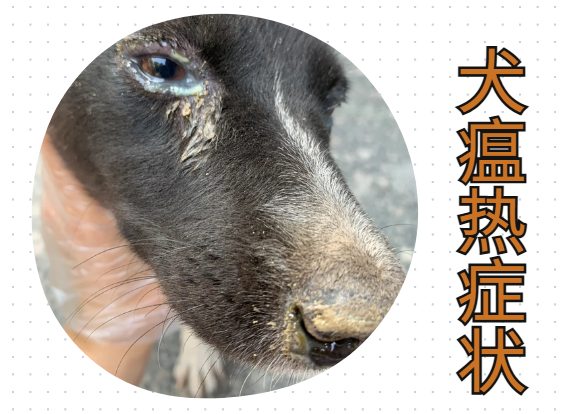 狗狗眼屎特别多还很黏稠