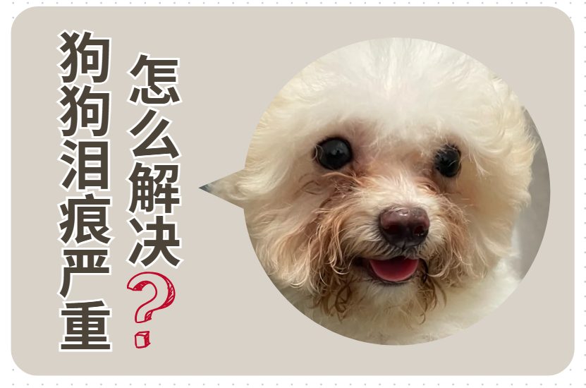 狗狗泪痕严重有办法解决嘛?