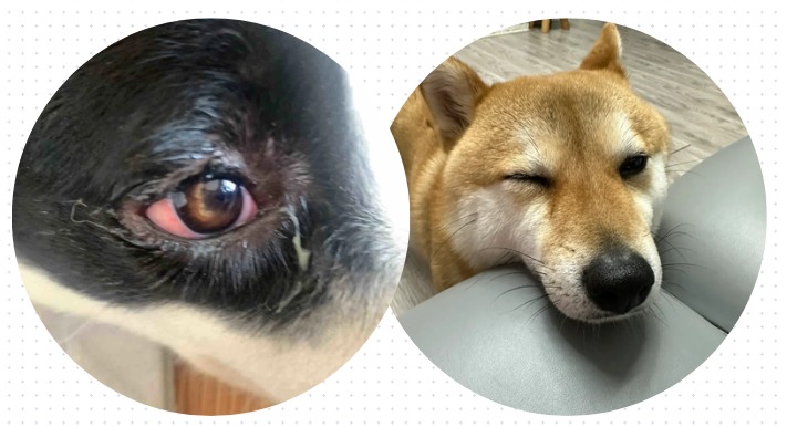 狗狗眼屎特别多怎么回事?