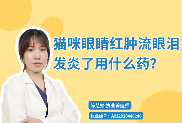 猫咪眼睛红肿流眼泪发炎了用什么药?