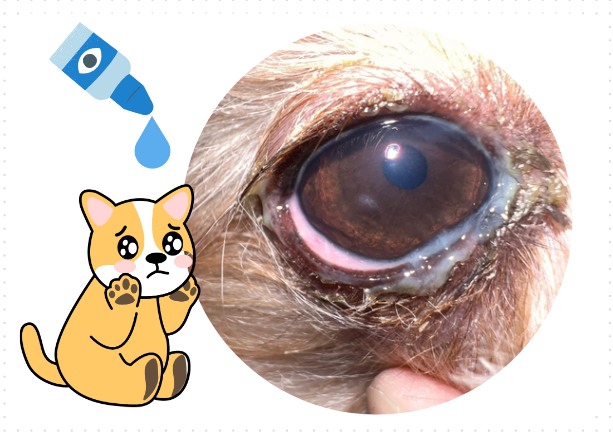 科普|狗狗眼睛红有糊状眼屎用什么眼药水？