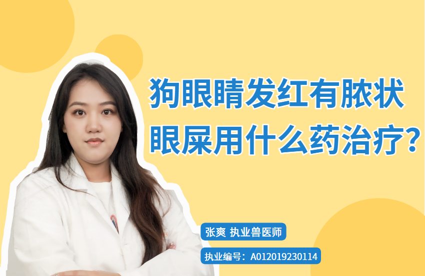 狗狗眼睛发红有脓状眼屎用什么药治疗?