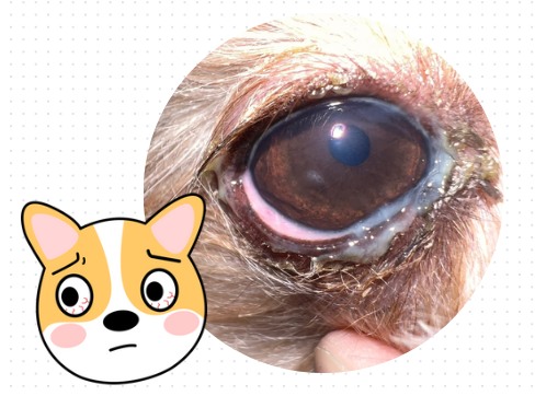 狗狗眼睛发红有脓状眼屎怎么办?