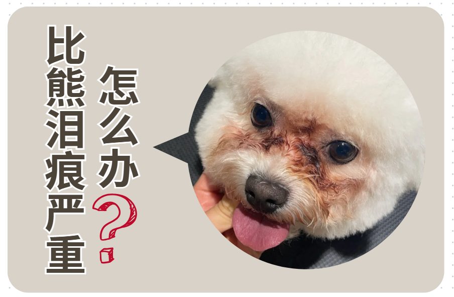 比熊泪痕严重怎么才能治好呢?