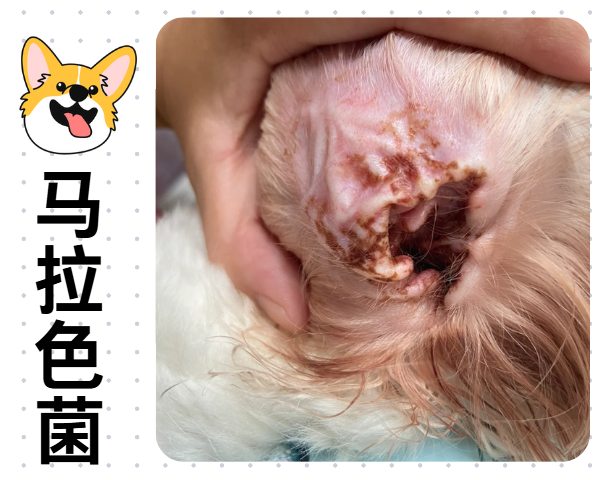 小狗耳朵发红怎么办?