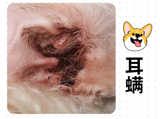 小狗耳朵发红怎么回事?