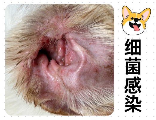 小狗耳朵发红怎么治疗?